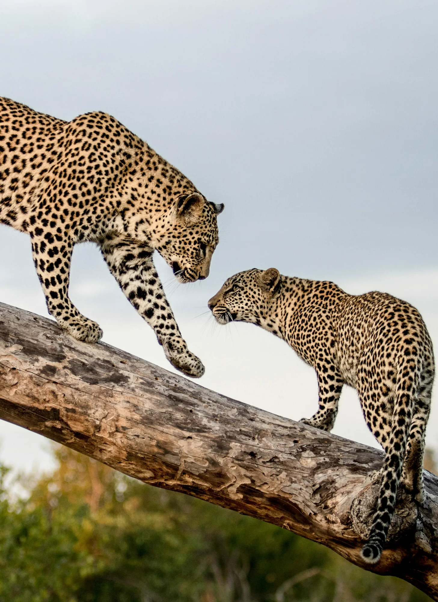Two leopards on a fallen log against open sky, the upper one stepping down towards the other.