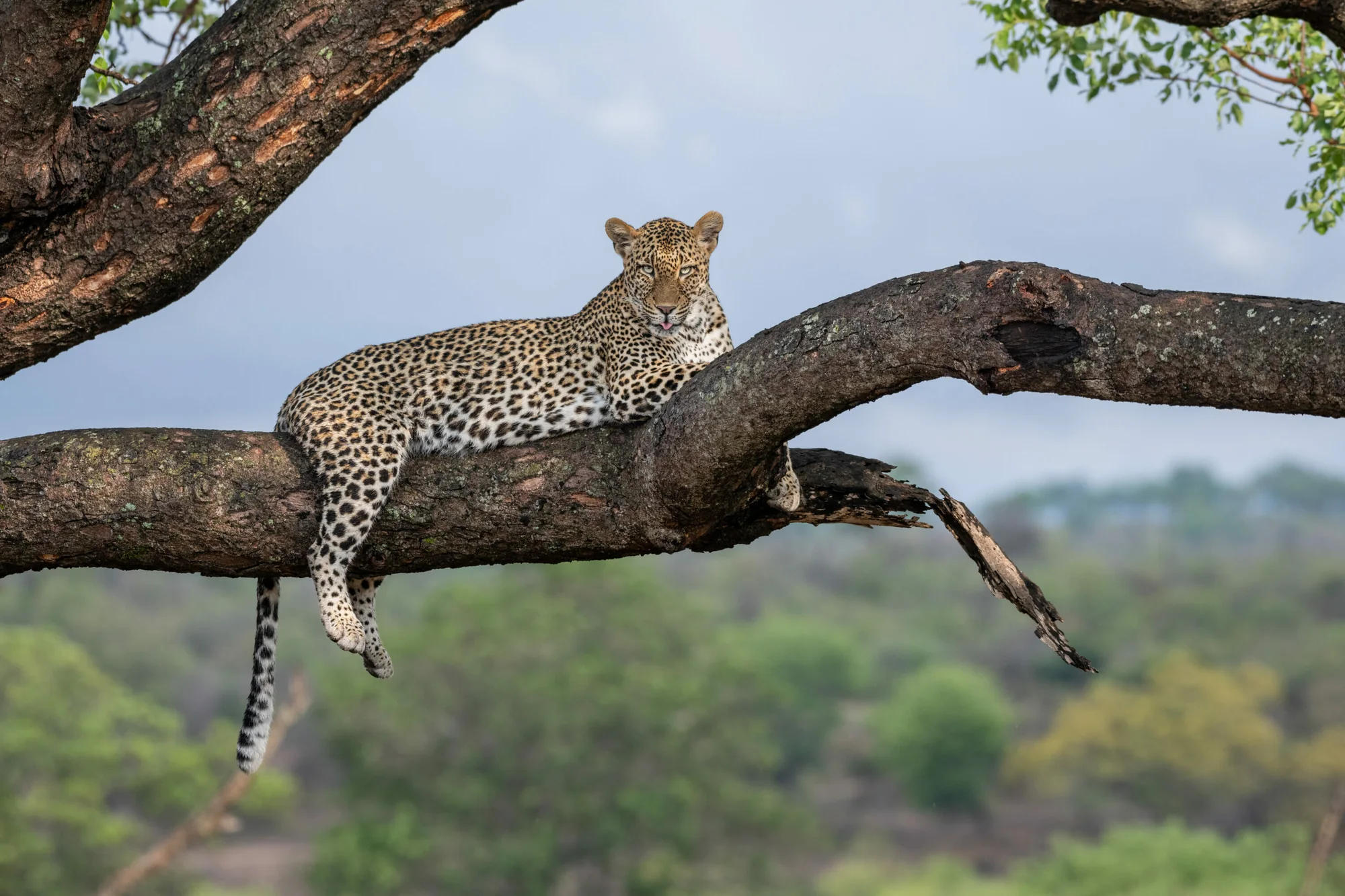 A leopard lying along a thick horizontal branch, forelegs and tail hanging, with out-of-focus green bush behind.